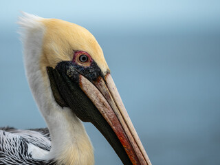 close up of a pelican