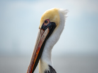 close up of a pelican