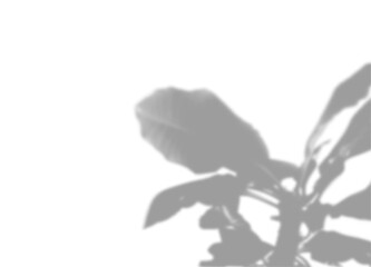 Summer plant shadow background. Shadow of the flower of happiness milkweed on the white wall. White and black for superimposing a photo or mockup. Vector