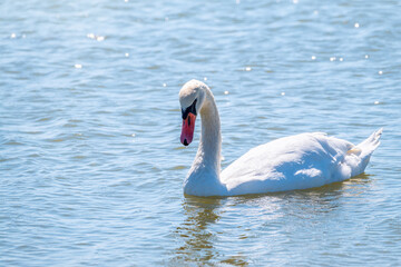 Fototapeta premium Graceful white Swan swimming in the lake, swans in the wild. Portrait of a white swan swimming on a lake.
