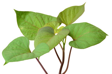 sweet potatoes leaf isolated on white background