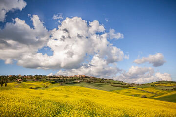 Europe, Italy, Val d' Orcia, Pienza. Canola field in front of town.