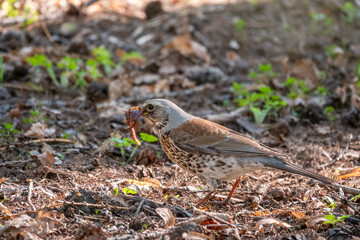 Fieldfare, Turdus pilaris, collects worms on a sprng lawn.