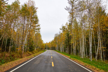 Fototapeta premium The road on the autumn forests landscape.