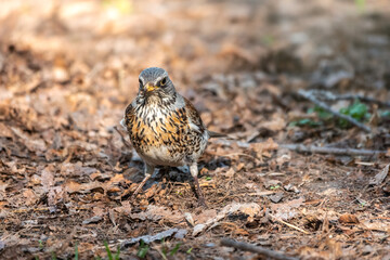Fieldfare, Turdus pilaris, on a sprng lawn.