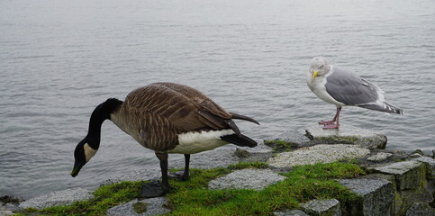 Canadian goose and seagull on the seashore close up.