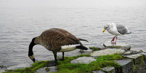 Canadian goose and seagull on the seashore close up.