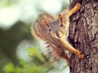 Cute little Eastern Fox squirrel (Sciurus niger) peeking out from behind a tree trunk  © leekris