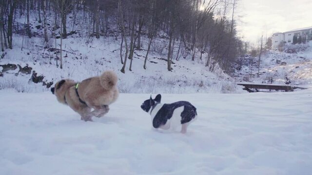 French bulldog puppy and eurasier puppy running in snow (120fps slowed down to 24fps)