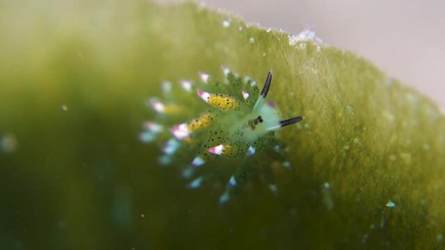 Green Shaun the Sheep Nudibranch Uses Rhinophores to Find Algae Food