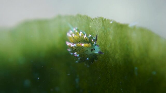 Tiny Small Green Shaun the Sheep Nudibranch Sways in Ocean Current