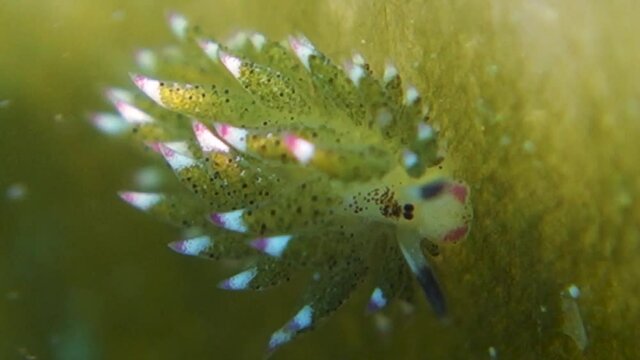 Shaun the Sheep Costasiella Kuroshimae Nudibranch Attached to Sea Leaf