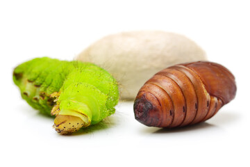chrysalis silkworm and silk worm cocoon
