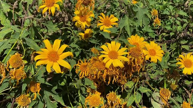Mexican sunflowers blooming on the hill in the nature, Tree marigold, Mexican tournesol blossom in the winter