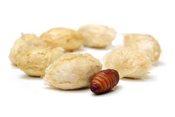 chrysalis silkworm and silk worm cocoon
