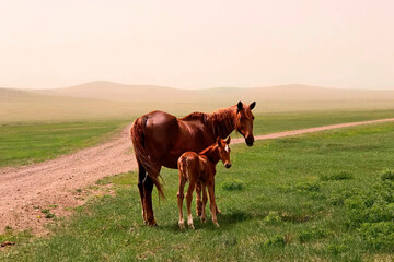 Horse mare with foal (colt) cute animals love and care in steppe pasture. Wild horse mother baby...