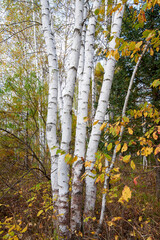 The autumn silver birch forests landscape.