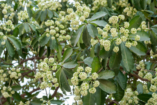 White flower of Devil tree ( Alstonia scholaris ), blooming pungent flowers on tree in the garden, Thailand.