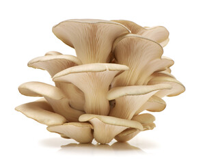 oyster mushroom on white background