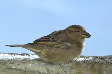 Common sparrow with sunflower seed sits on a snowy place against a blue sky background