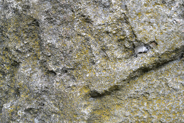 Natural stone texture. Natural background. Moss and lichens on rocks. Stone background with a rough textured surface covered with lichen.