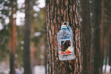 Handmade bird feeder from a plastic bottle on a tree in the forest. Caring for the inhabitants of the forest