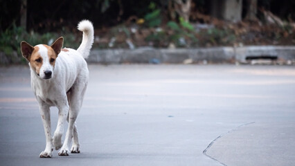 Thai dog in the middle of the road