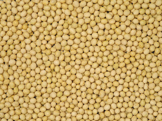 Soybean background