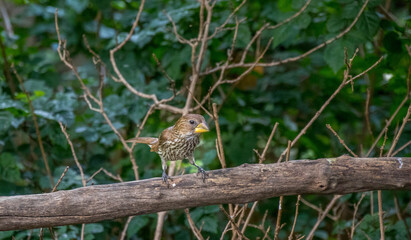 Thick-billed weaver isolated in an urban garden