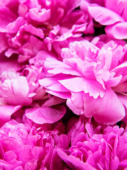 Pink peony flowers as a background