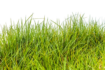 herbes sur fond blanc 