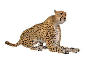 3d render of a cheetah