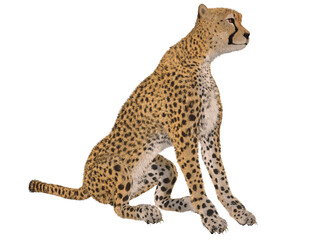 3d render of a cheetah