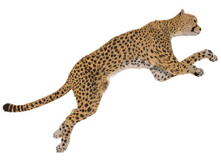 3d render of a cheetah