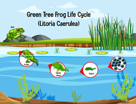 Green Tree Frog Life Cycle (Litoria Caerulea)