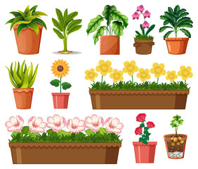 Fototapeta na wymiar Set of different plants in pots isolated on white background