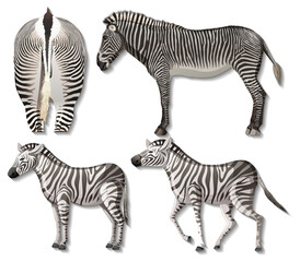 Set of different sides of zebra isolated on white background