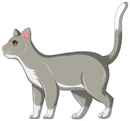 Cute grey cat alone isolated on white background