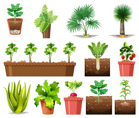 Set of different plants in pots isolated on white background