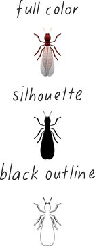 Set of termite in color, silhouette and black outline on white background