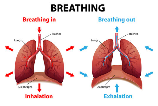 The process of breathing explained