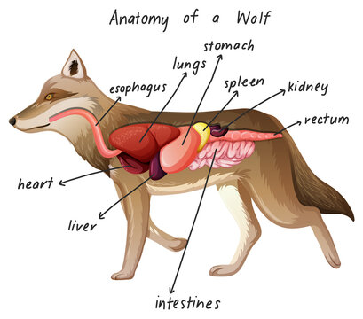 Anatomy of a Wolf