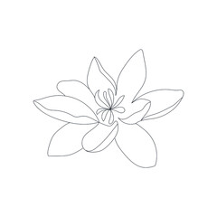 linear silhouette flower. Botanic decoration vector element. Graphic sketch. One line. 