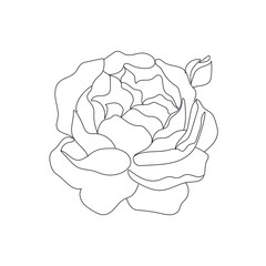 linear silhouette flower. Botanic decoration vector element. Graphic sketch. One line. 