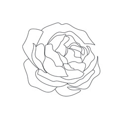 linear silhouette flower. Botanic decoration vector element. Graphic sketch. One line. 