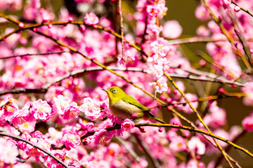 南立石公園のメジロ