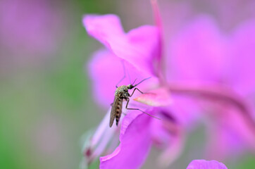 mosquito on pink wild flower in summer macro
