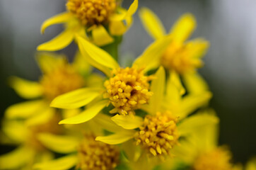 yellow wildflower in summer