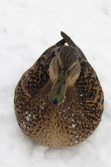 Beautiful brown female duck on a white snowy background during cold weather