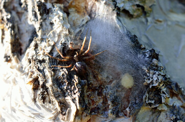 spider mother protecting eggs behind spider silk on tree surface in summer macri photo